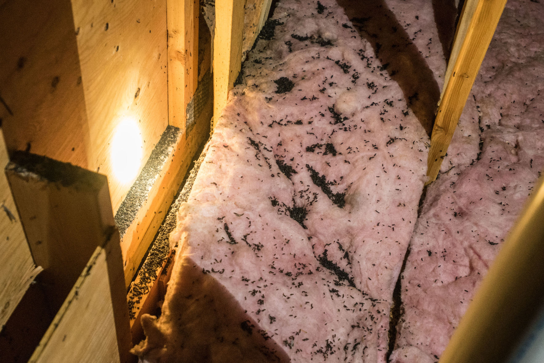 Bat poop at Station 4